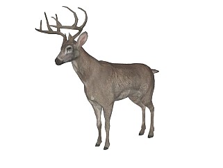 精品动物模型鹿(6)